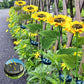 🔥Zonnebloem LED-tuinsteker op zonne-energie