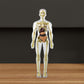 3D menselijk lichaam Torso Model voor Kid Anatomie Model Skelet