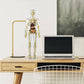 3D menselijk lichaam Torso Model voor Kid Anatomie Model Skelet