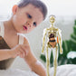 3D menselijk lichaam Torso Model voor Kid Anatomie Model Skelet