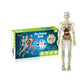 3D menselijk lichaam Torso Model voor Kid Anatomie Model Skelet